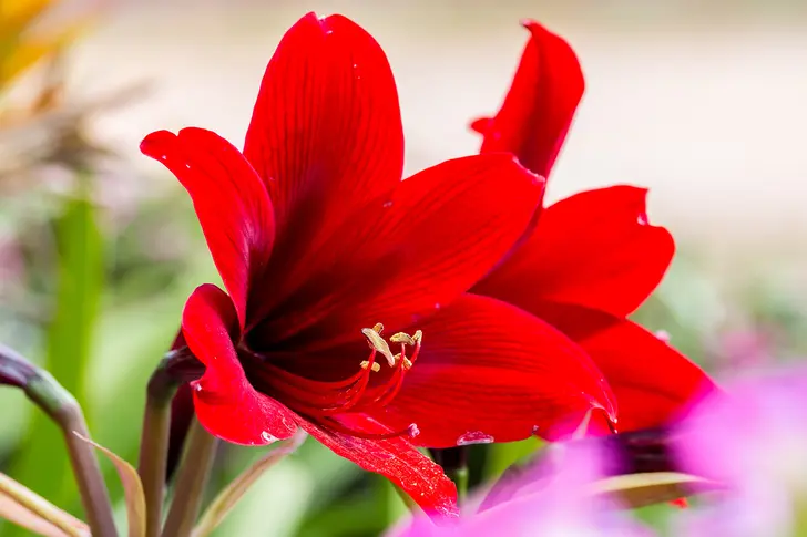 Amaryllis Amaryllis