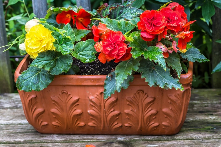 Begonia Begonia