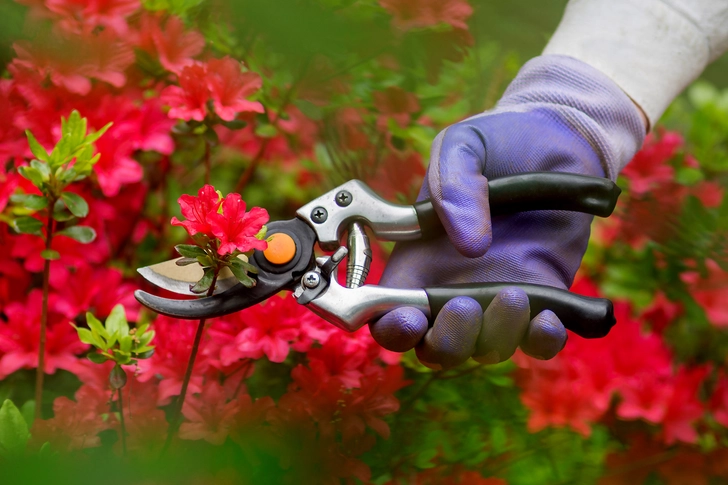 Plants You Cut Outside Plants You Cut Outside