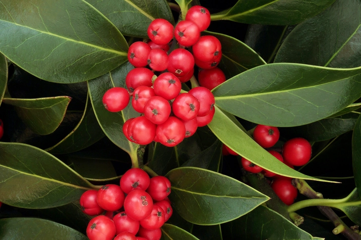 Holly Holly