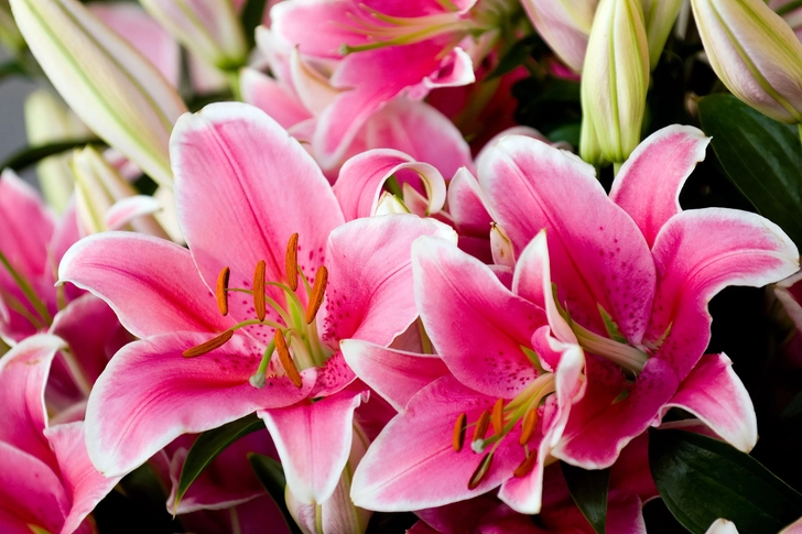 Lilies Lilies