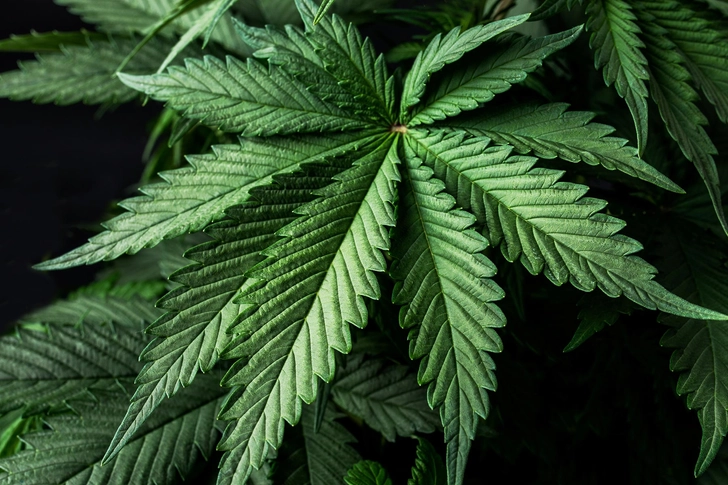 Marijuana Marijuana