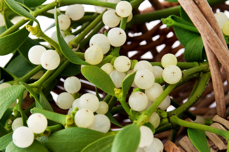 Mistletoe Mistletoe