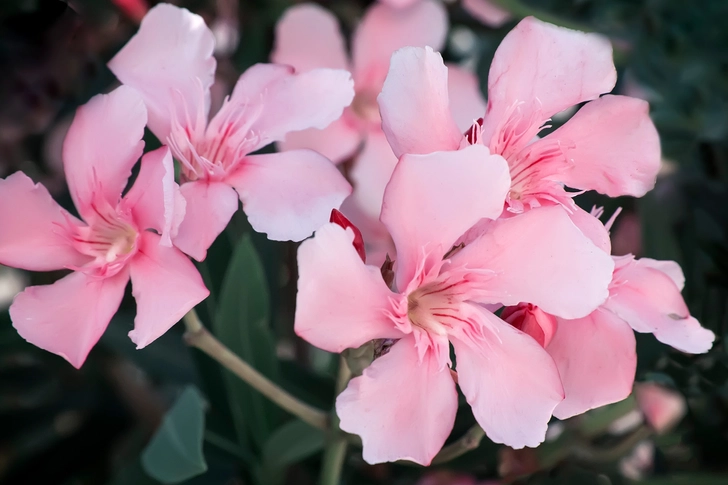 Oleander Oleander
