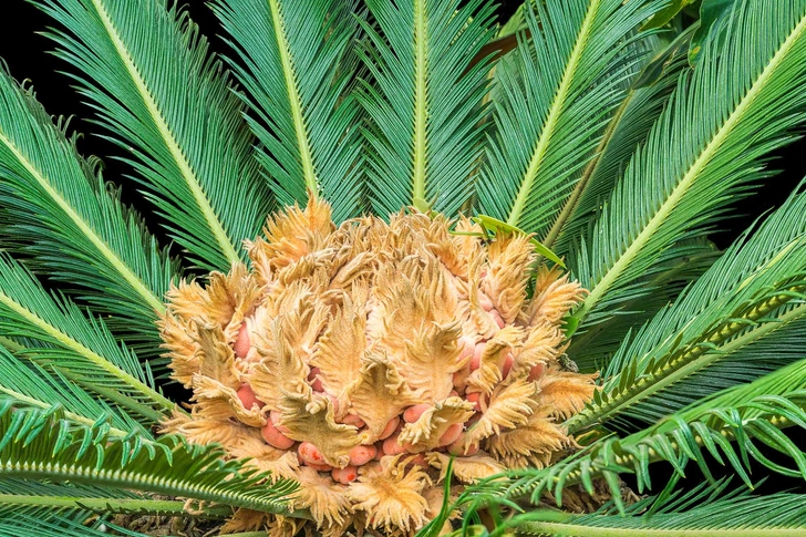 Sago Palms Sago Palms