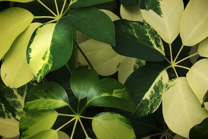 Schefflera Schefflera