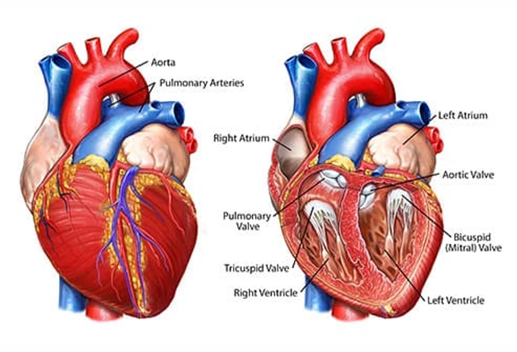 How Your Heart Works How Your Heart Works