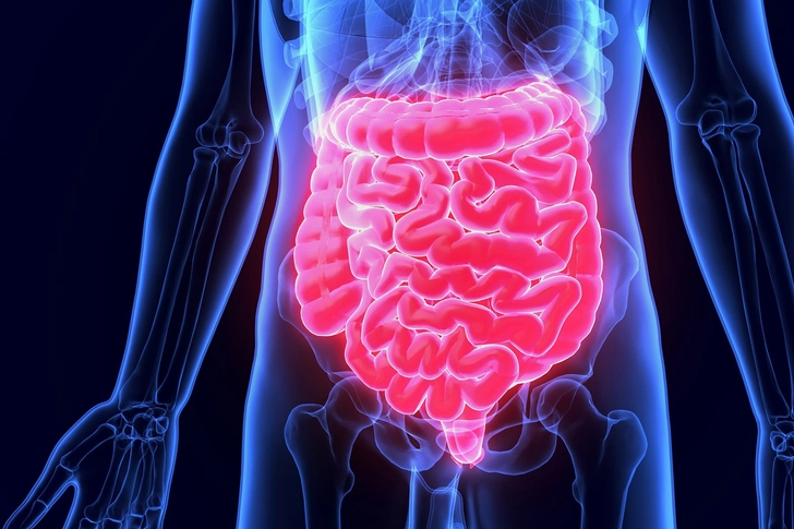 Intestines