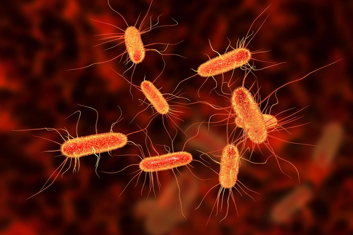 E. coli