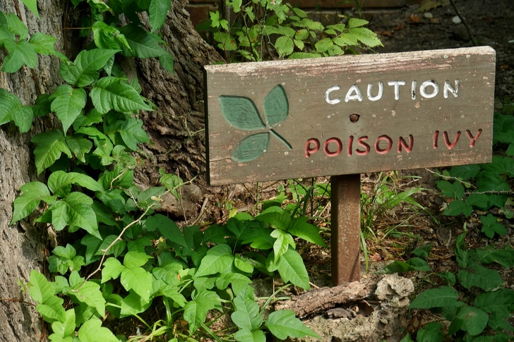 Poison Ivy