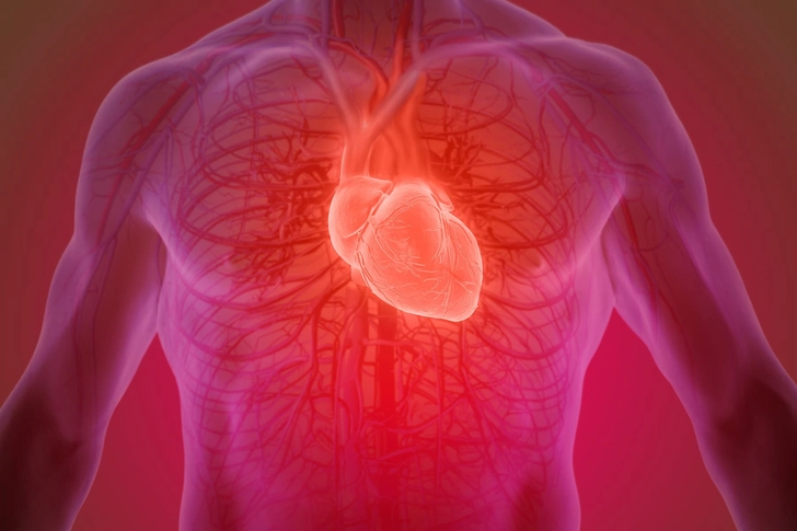 Heart