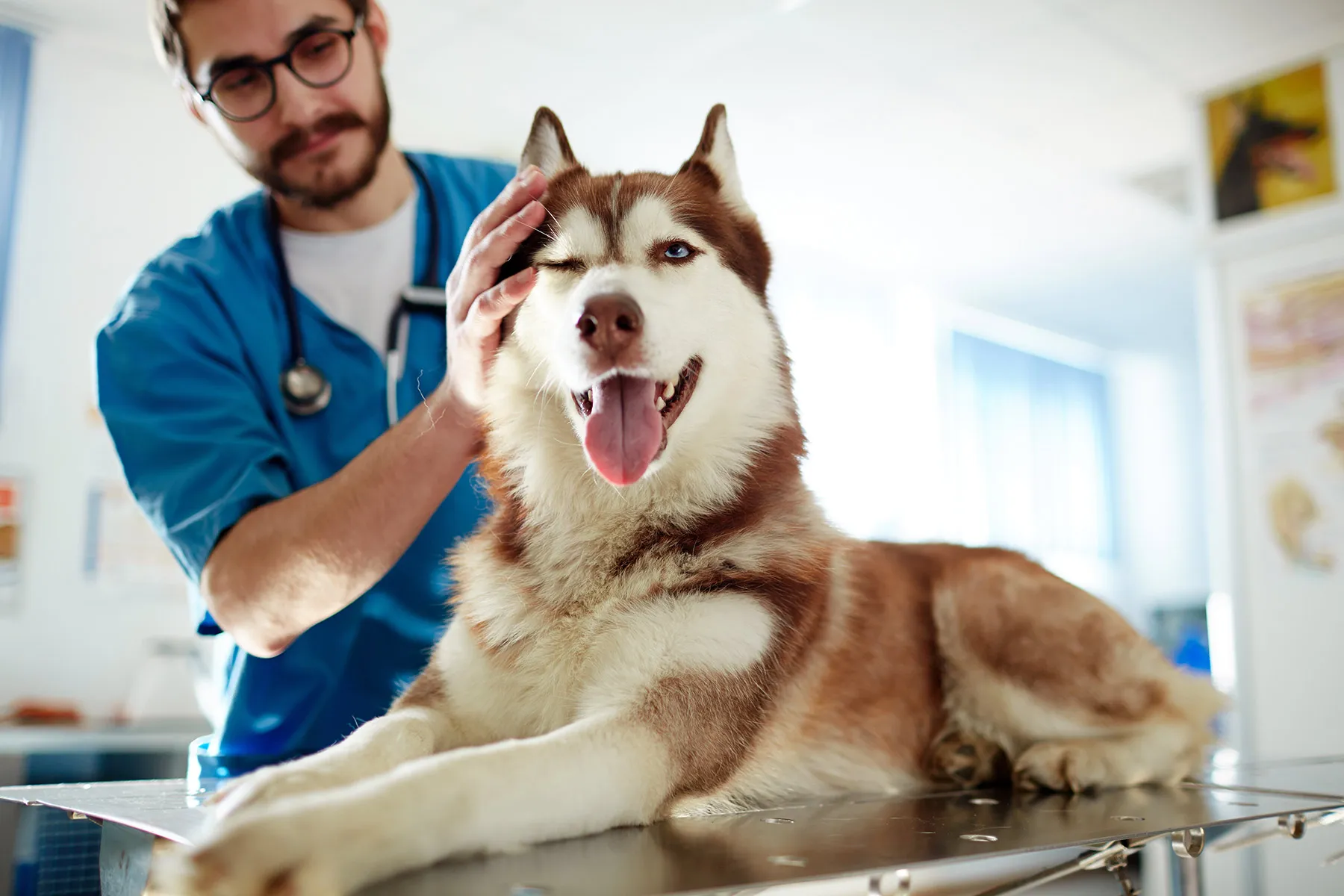 photo of veterinarian with husky dog