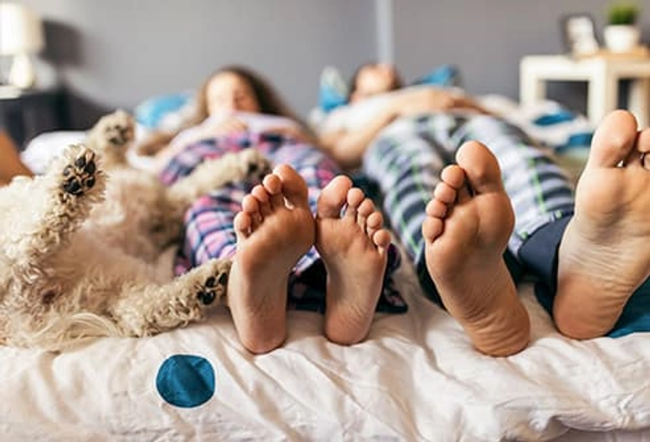Pets