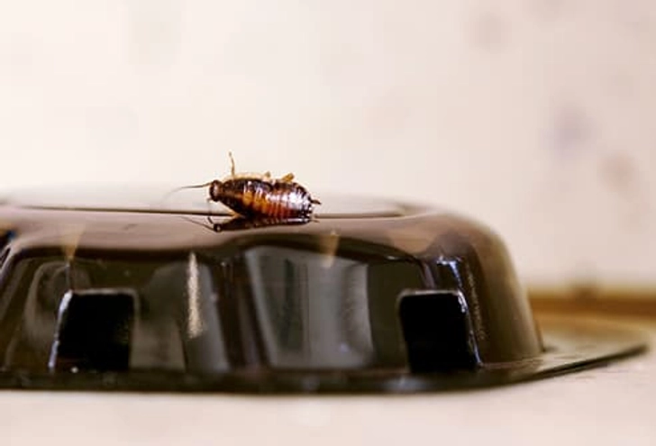 Cockroaches