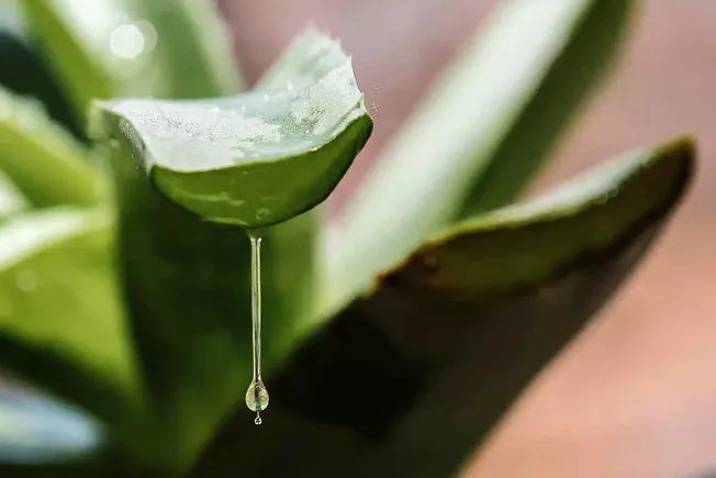 photo of aloe vera plant