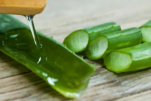 Photo of aloe vera