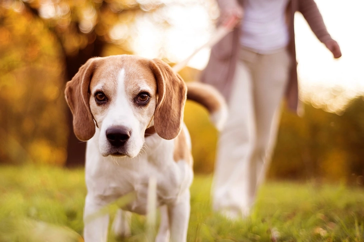Fido Can Help Fido Can Help