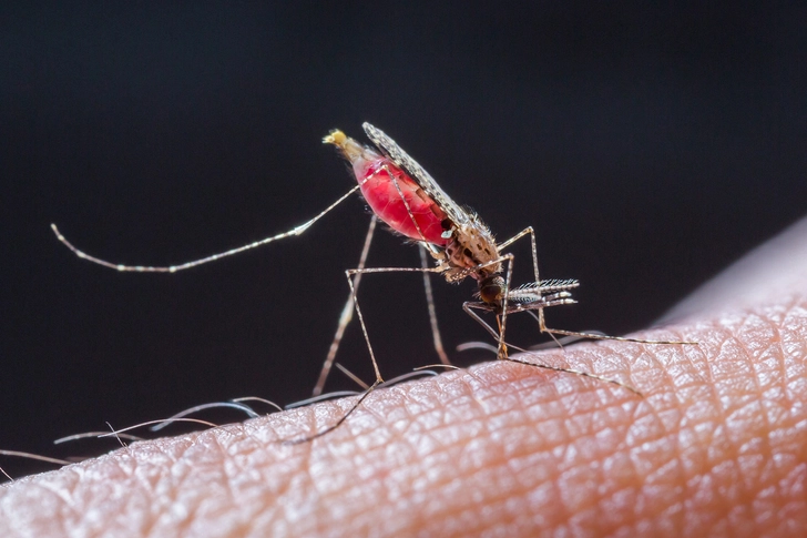 Malaria