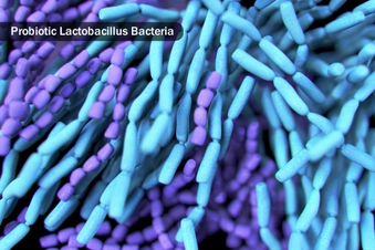 Probiotics Probiotics