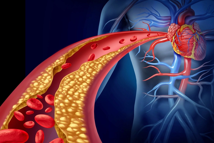 Gut Bacteria and Your Heart
