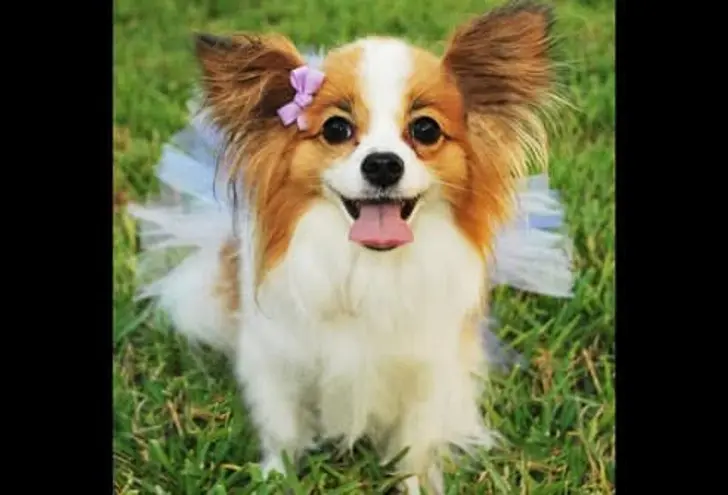 Bindi Bindi