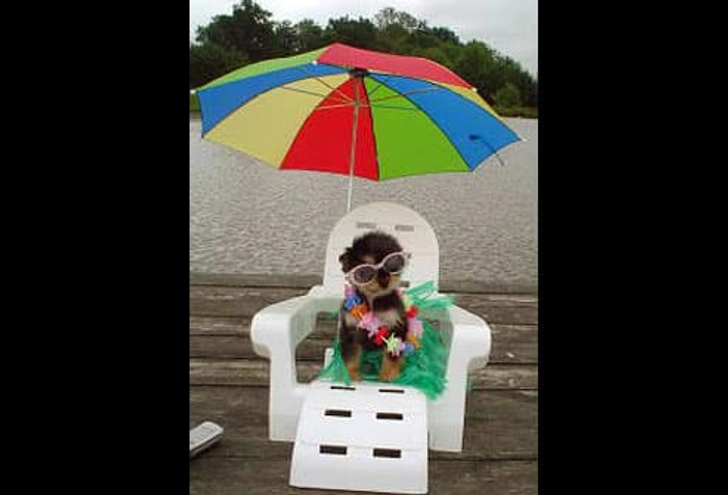Gidget