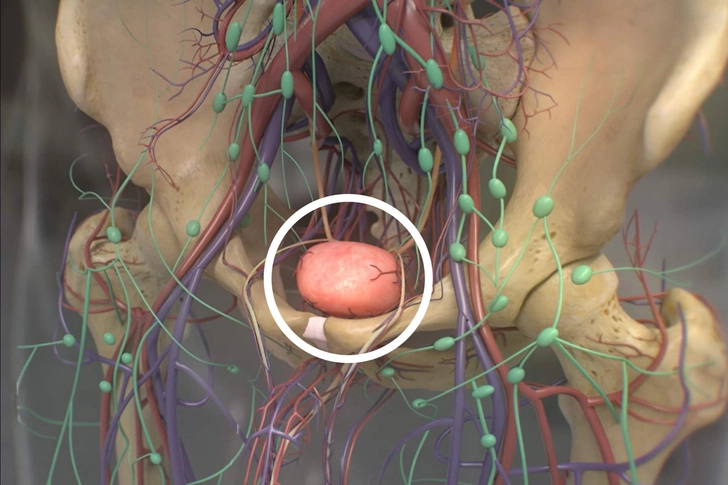Prostate Prostate
