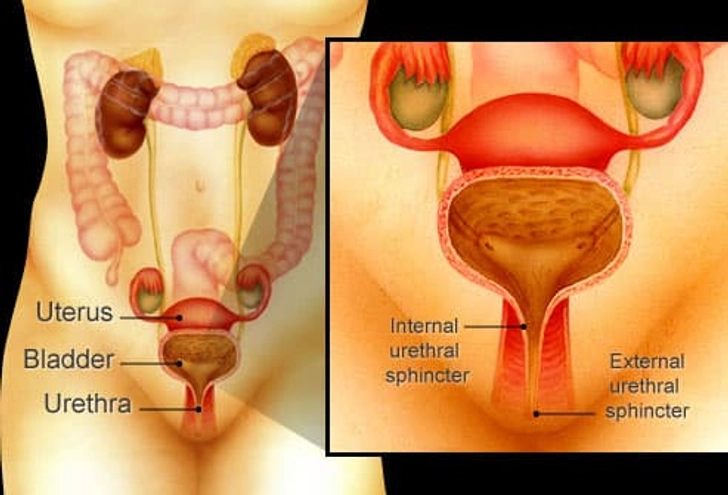 Stress Incontinence: Causes Stress Incontinence: Causes