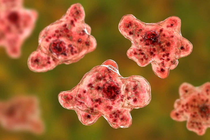 Naegleria fowleri