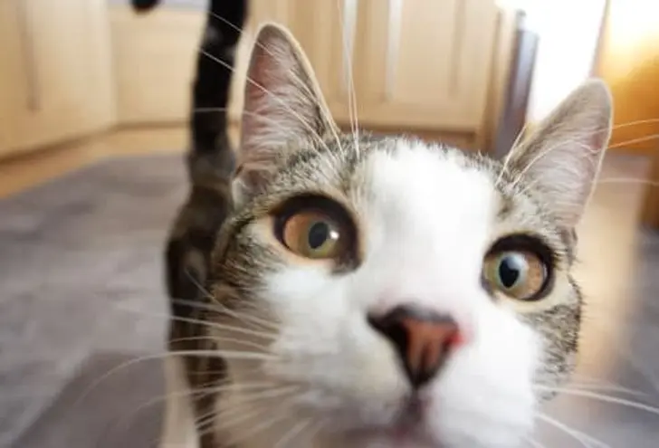 What Is 'Normal' for a Cat? What Is 'Normal' for a Cat?