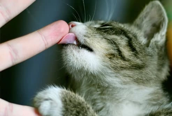 Finger Licking