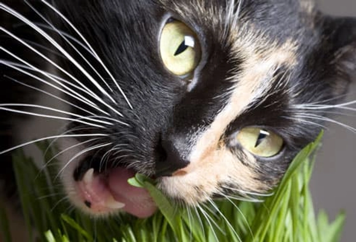 Eating Plants
