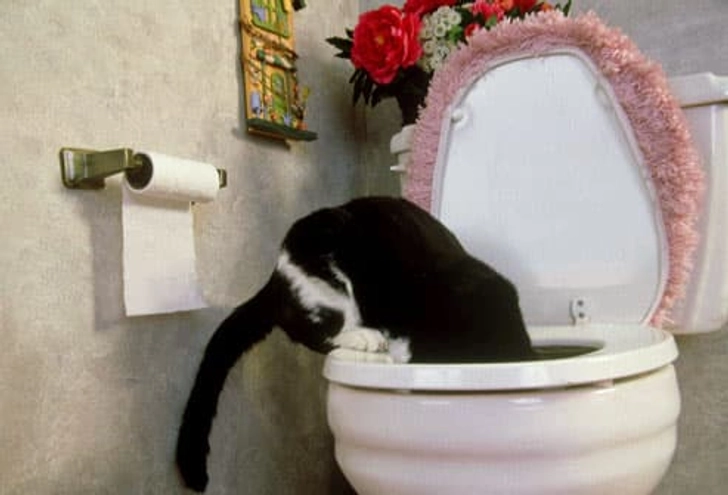 Drinking From Toilets