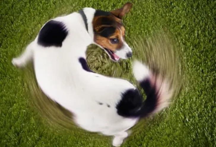 Tail-Chasing
