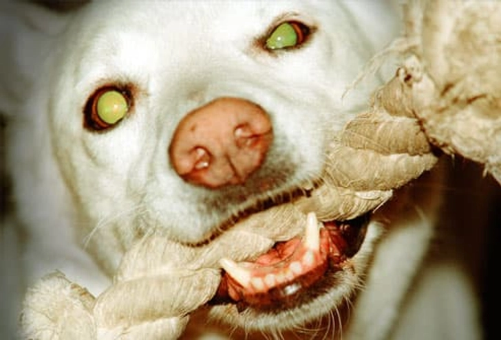 Glow-in-the-Dark Eyes