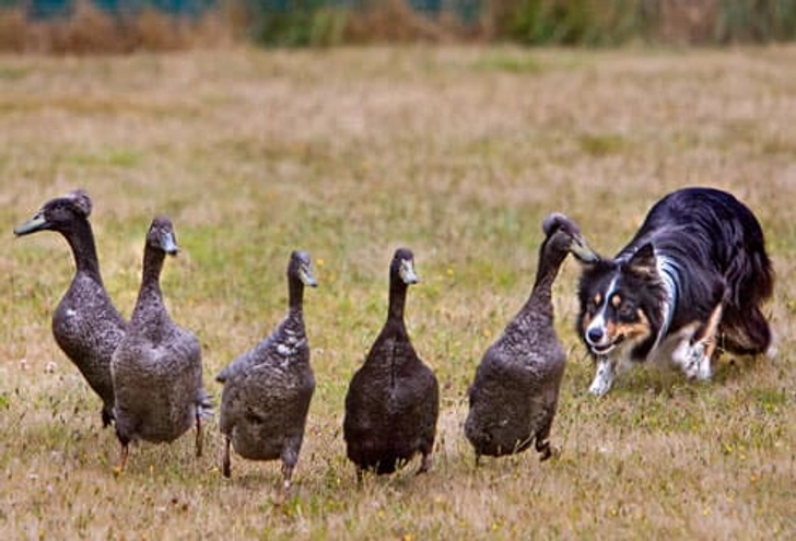 Herding