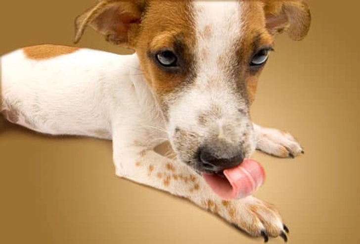 Paw-Licking