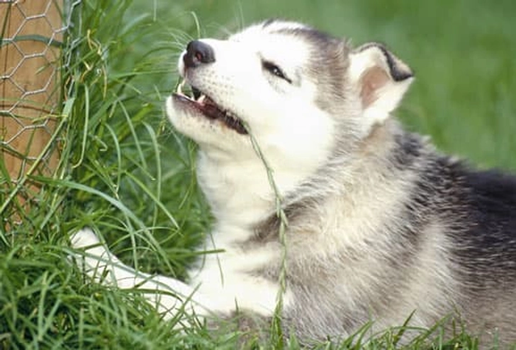 Eating Grass