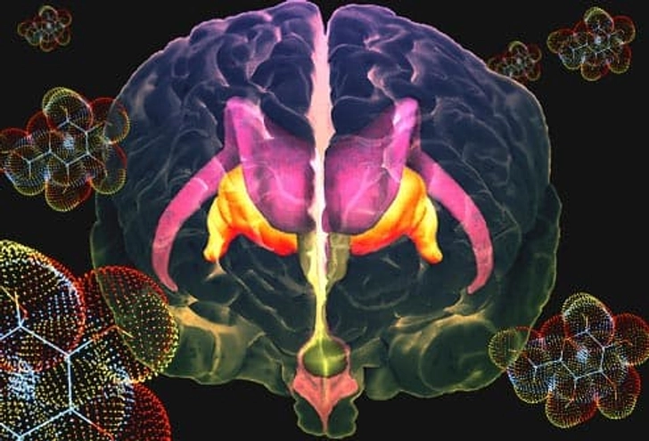 Your Brain on Sugar