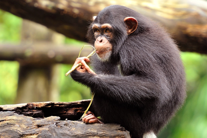 Humans vs. Apes Humans vs. Apes