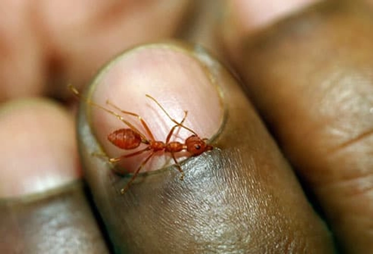Ants, Ticks and Anaphylaxis