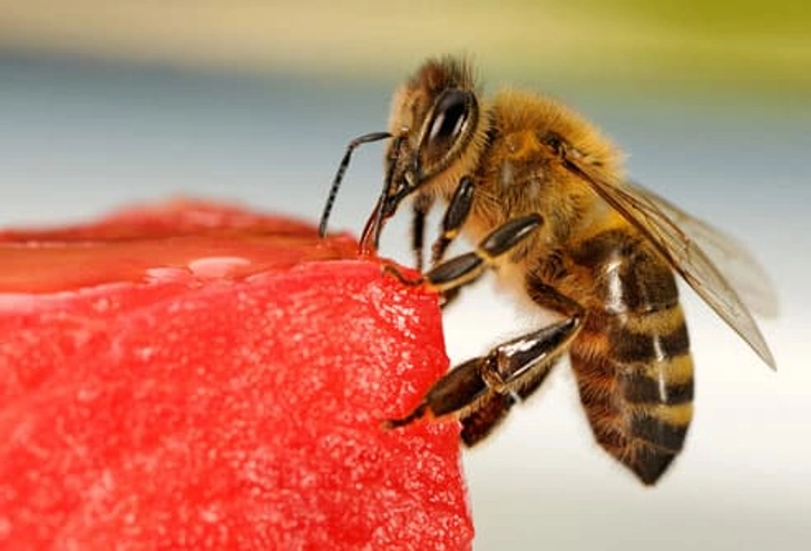 Flying Insect Stings and Allergies
