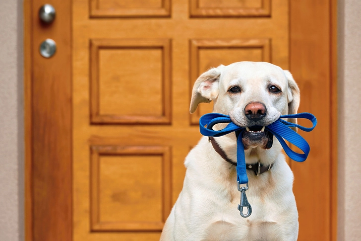Labrador Retriever: Obesity Labrador Retriever: Obesity