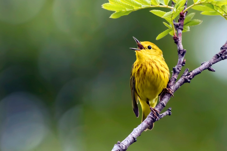 Listen to the Birdsong