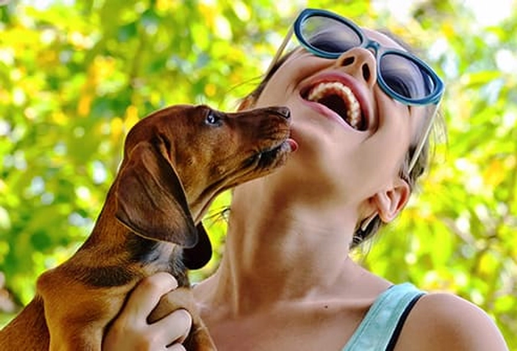 Dachshund