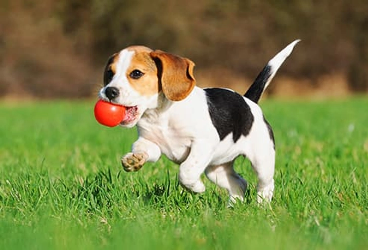 Beagle