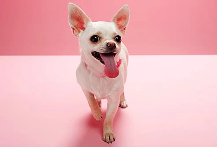 Chihuahua