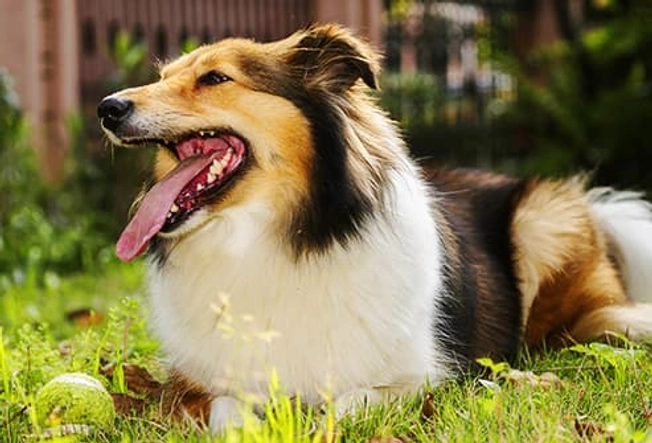 Shetland Sheepdog