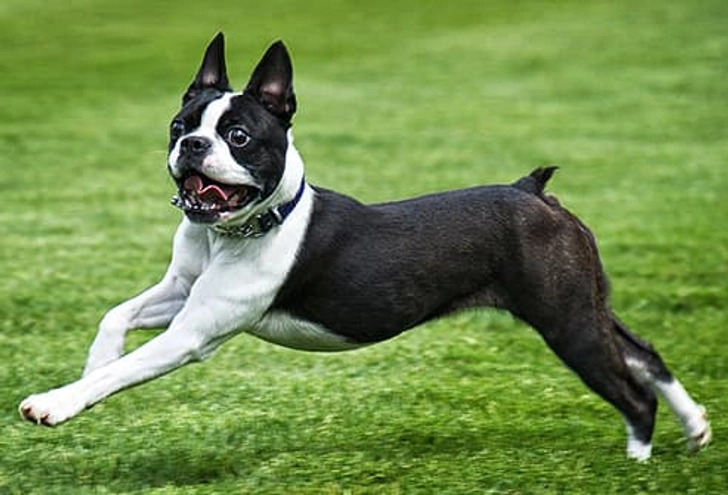 Boston Terrier