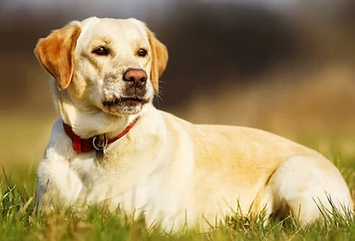 Labrador Retriever